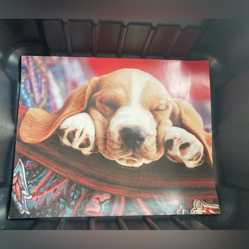 Dog poster